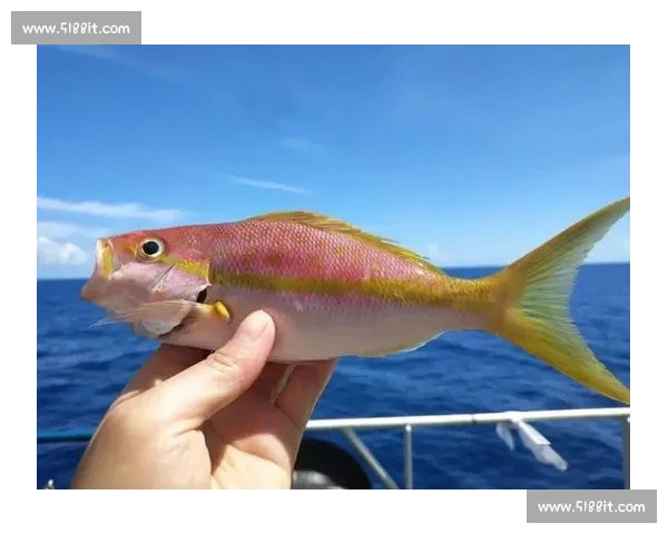 岱山海钓者意外发现：不同鱼类竟有独特 “语言”，百年渔谚暗藏声学密码